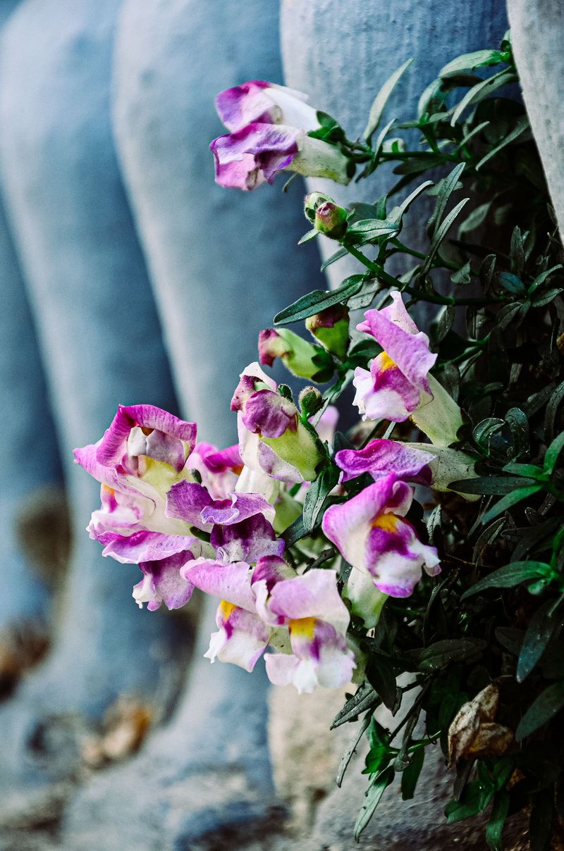 Climbing Snapdragon Climbing Snapdragon
