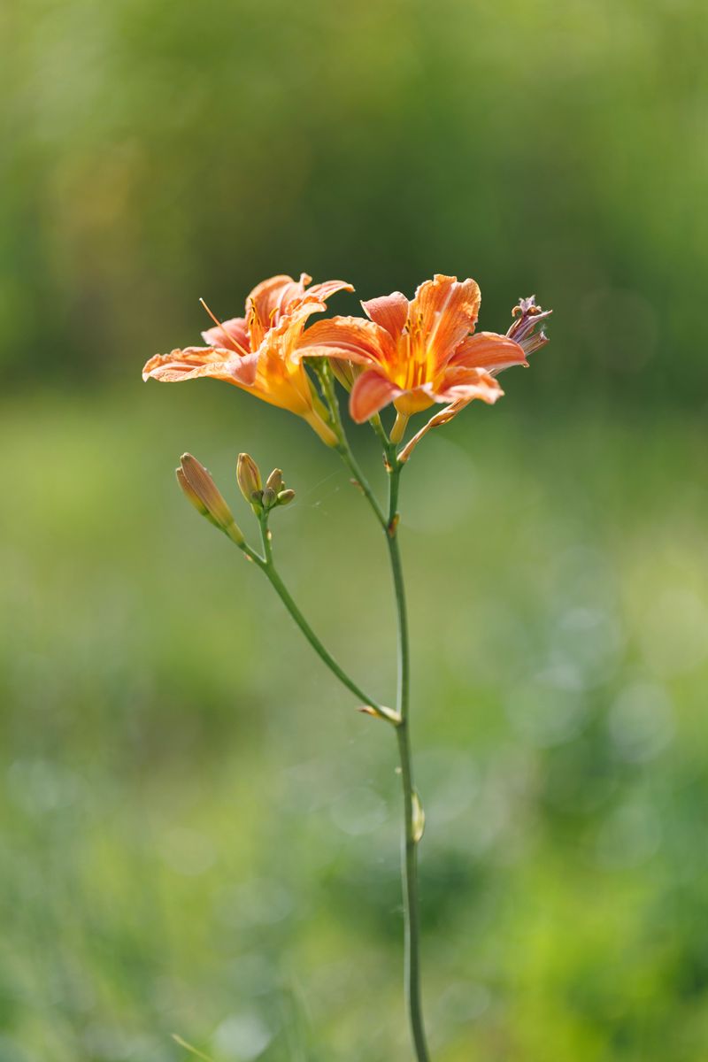 Clip Scapes Once All Buds Have Bloomed Clip Scapes Once All Buds Have Bloomed