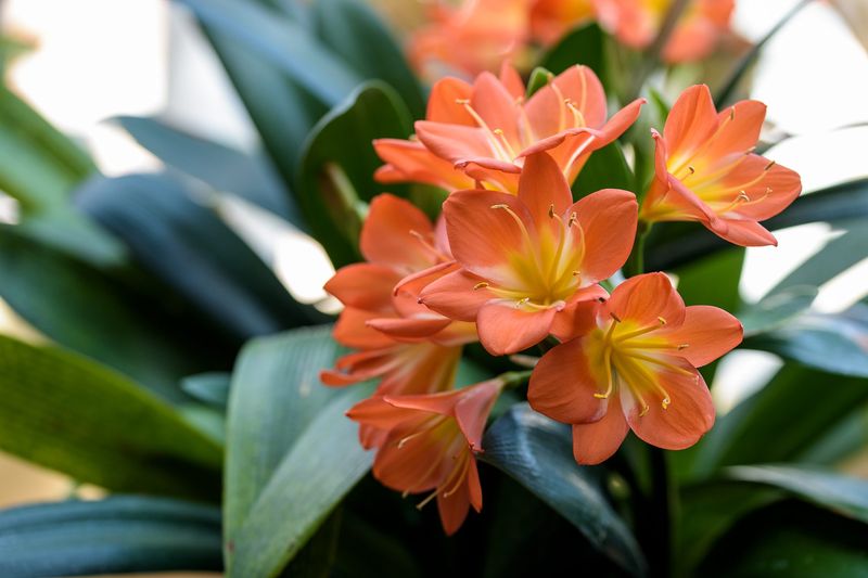 Clivia Prefers Staying Root-Bound
