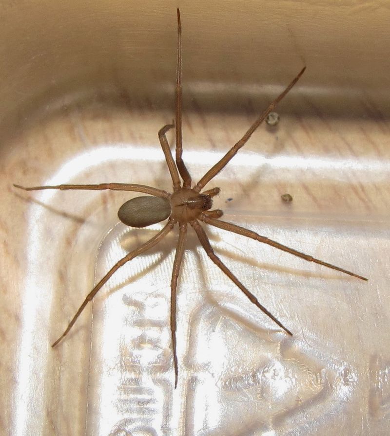 Clothing Left Unused Can Shelter Hidden Spiders