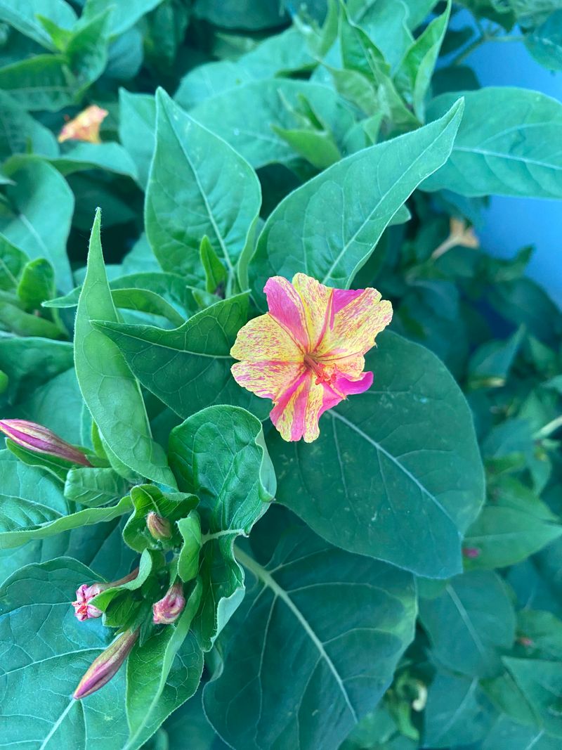 Cloudy Weather Can Shift Bloom Time Cloudy Weather Can Shift Bloom Time