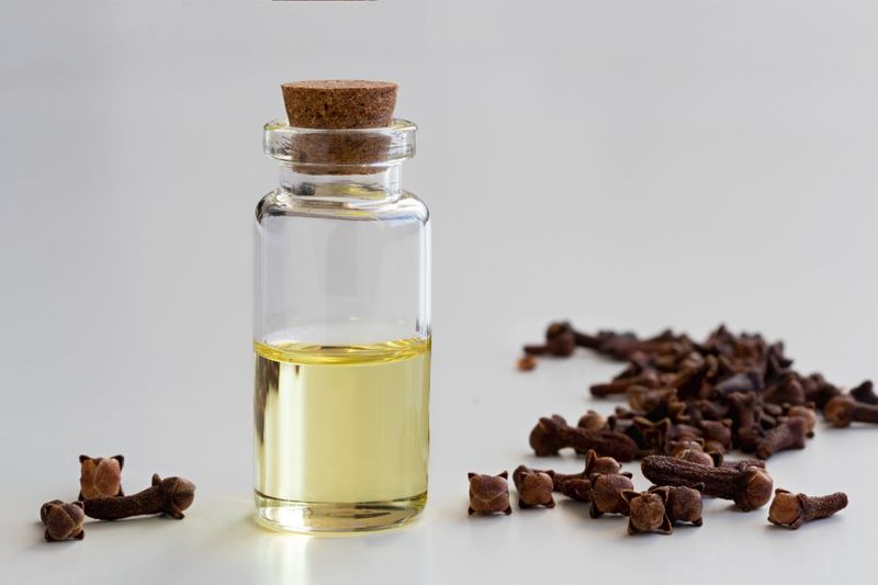 Clove Oil Or Eugenol In Some Botanical Tick Products
