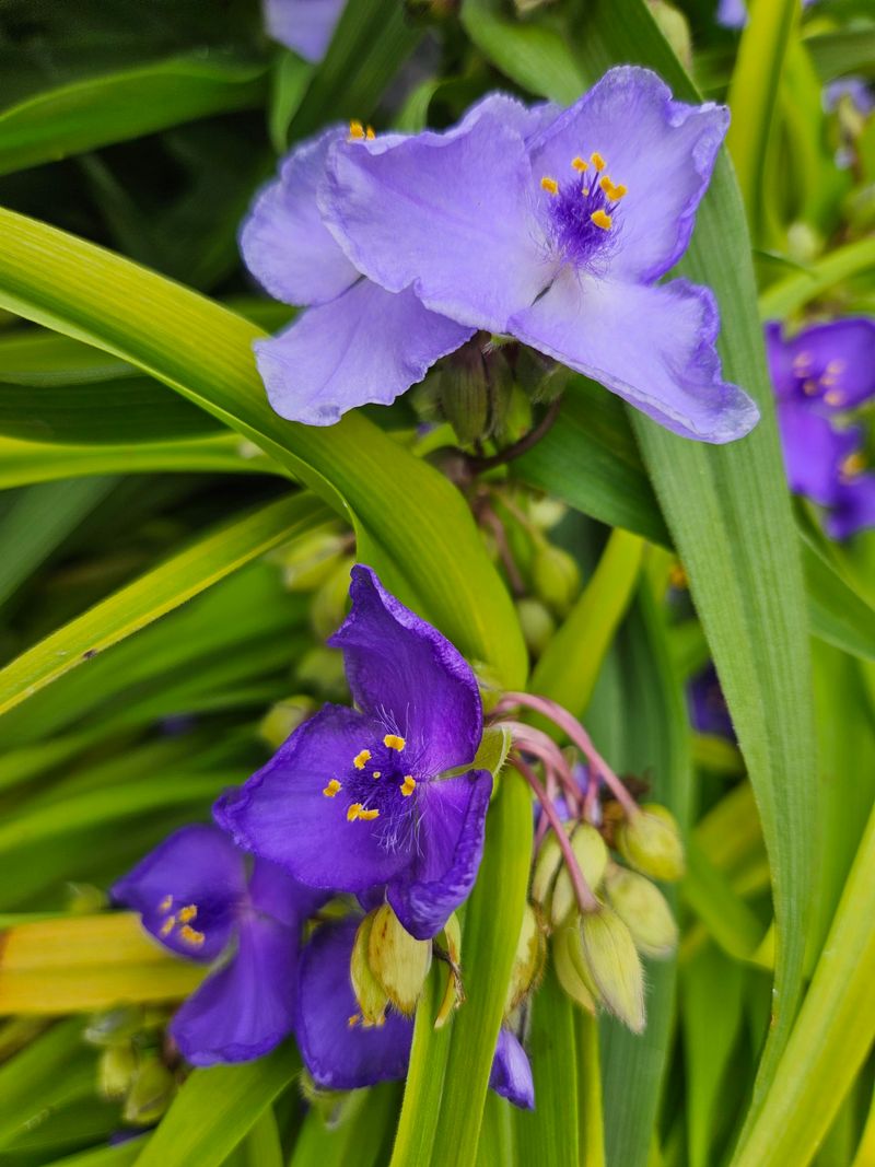 Clumps Expand In Happy Soil