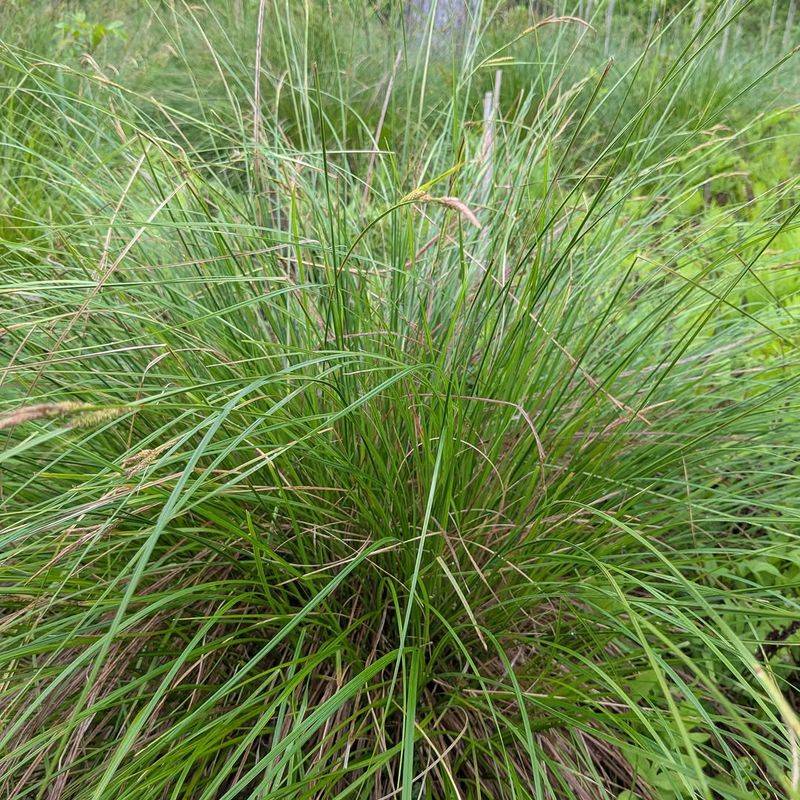Clumps Slow Runoff On Slopes