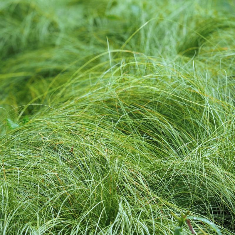 Clustered Field Sedge Fills Borders With Fine Texture Clustered Field Sedge Fills Borders With Fine Texture