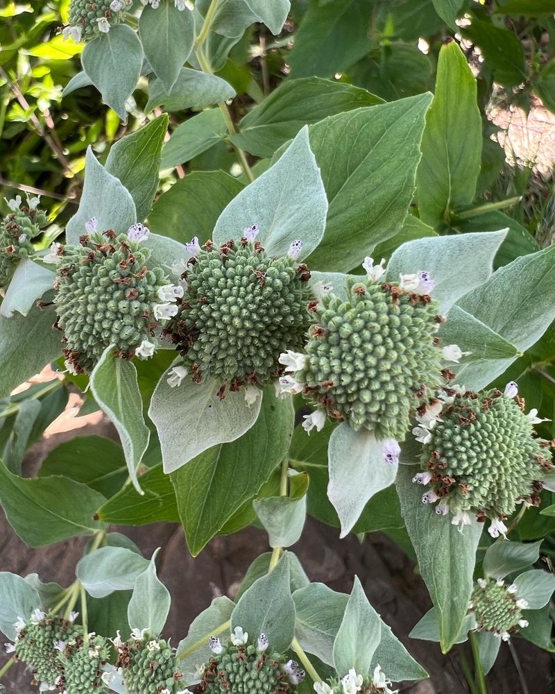 Clustered Mountain Mint Adds Aromatic Foliage Clustered Mountain Mint Adds Aromatic Foliage