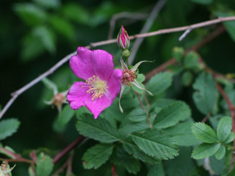 Clustered Wild Rose Likes Damp Edges Clustered Wild Rose Likes Damp Edges