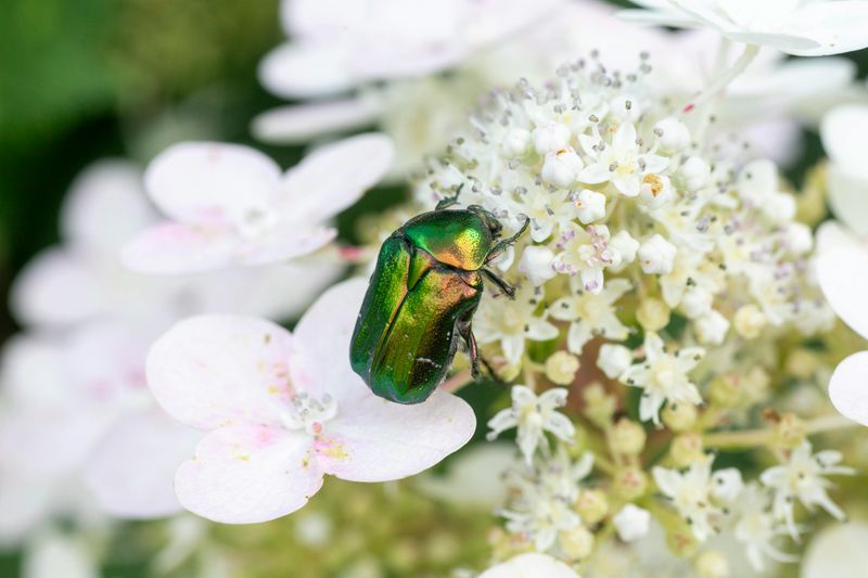 Clusters Of Metallic Green-And-Copper Beetles On Plants
