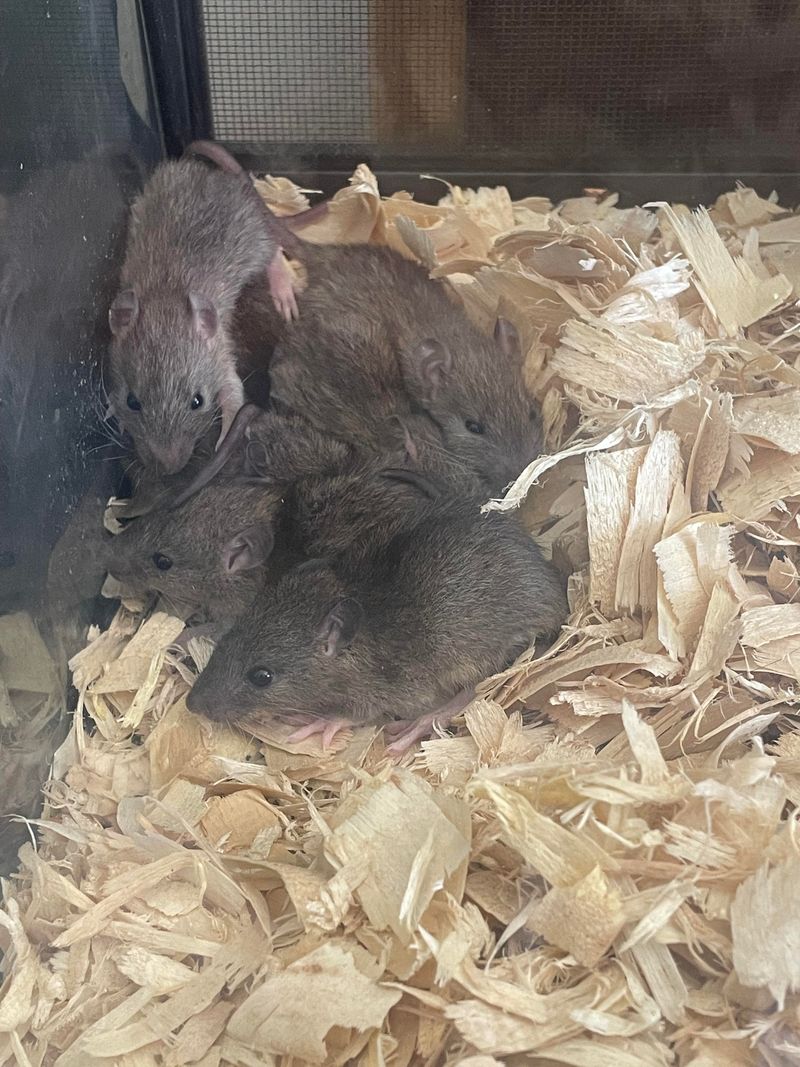 Clutter Gives Rats Nesting Material