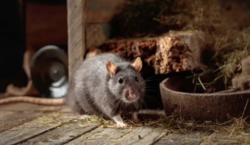 Cluttered Corners Give Rats Shelter Cluttered Corners Give Rats Shelter