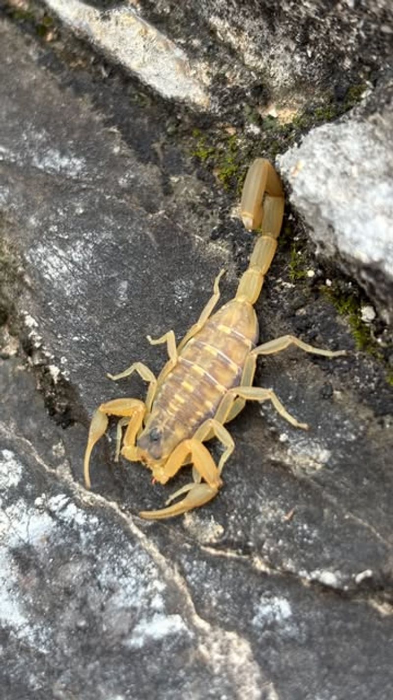 Coahuila Scorpion (Vaejovis Coahuilae) Coahuila Scorpion (Vaejovis Coahuilae)