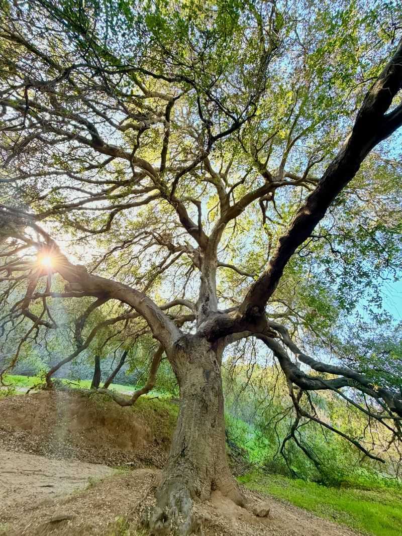 Coast Live Oak