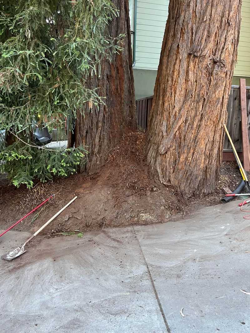 Coast Redwoods Can Overwhelm Small Urban Planting Strips Coast Redwoods Can Overwhelm Small Urban Planting Strips