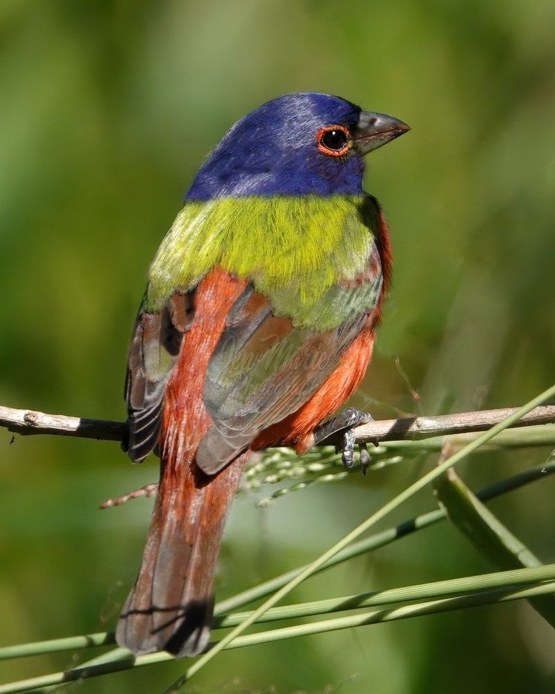 Coastal Areas See More Sightings Coastal Areas See More Sightings