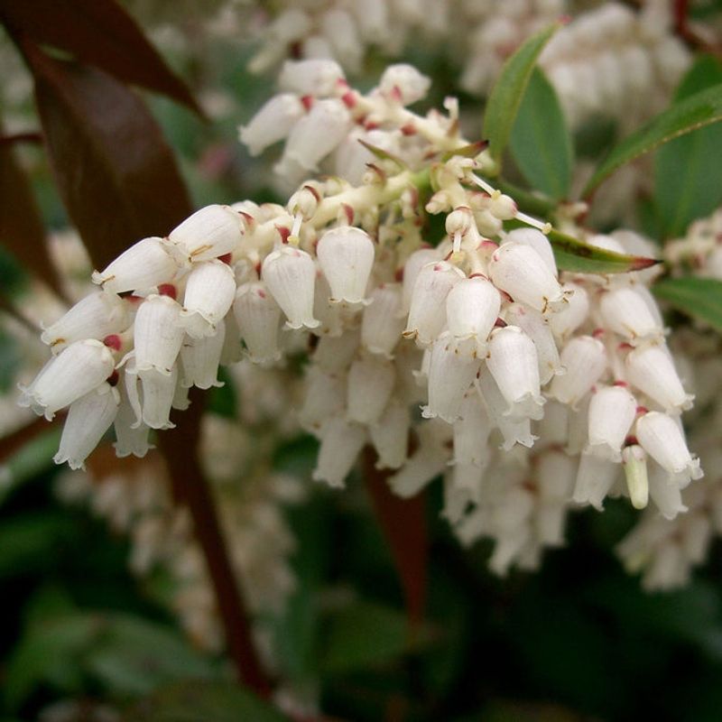 Coastal Leucothoe Handles Shady Foundation Spots