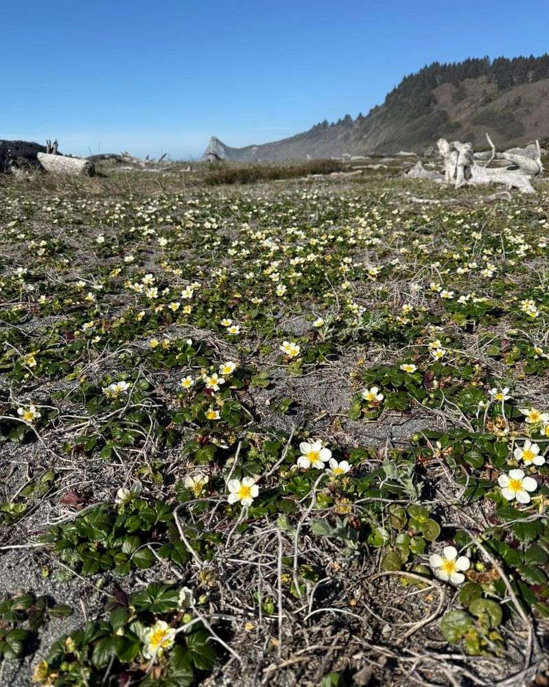 Coastal Strawberry Gives Your Yard Edges A Softer, Wildlife-Friendly Look