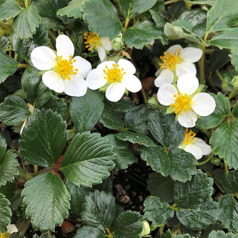 Coastal Strawberry Spreads In Mild Sites Coastal Strawberry Spreads In Mild Sites