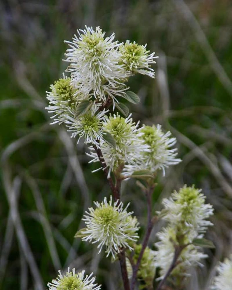 Coastal Witch-Alder Coastal Witch-Alder