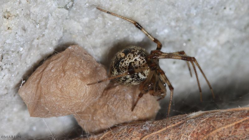 Cobweb Spiders Catch Insects In Quiet Garden Corners