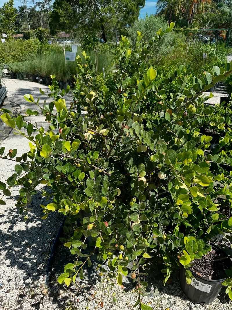 Cocoplum Produces Edible Fruit In Warm Coastal Yards Cocoplum Produces Edible Fruit In Warm Coastal Yards