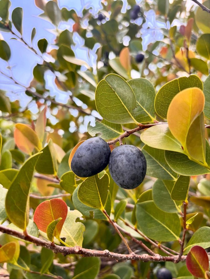 Cocoplum Produces Food Where Warm Coastal Yards Stay Dry Cocoplum Produces Food Where Warm Coastal Yards Stay Dry