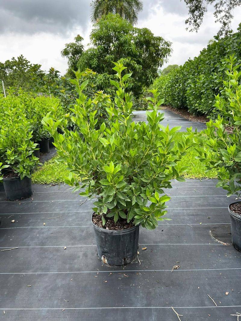 Cocoplum Works In Large Patio Containers