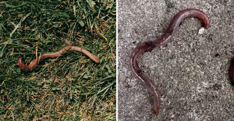 Coffee-Ground Soil In Your Wisconsin Garden Is A Jumping Worm Warning Sign
