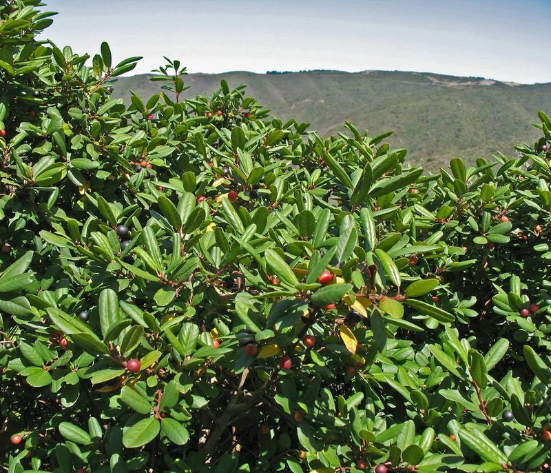 Coffeeberry Builds A Dense, Prunable Privacy Hedge