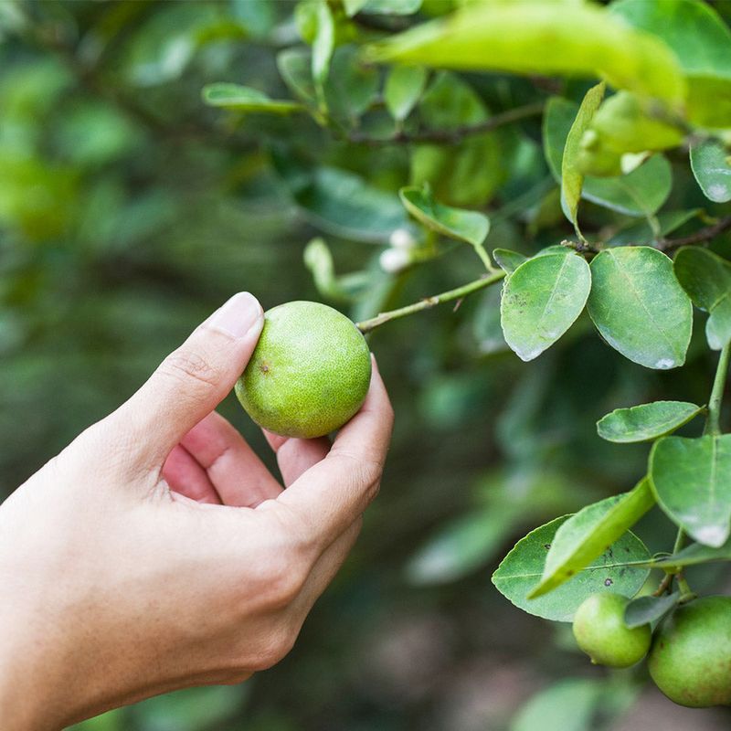 Cold Damage Can Ruin Flowers Before Fruit Forms Cold Damage Can Ruin Flowers Before Fruit Forms