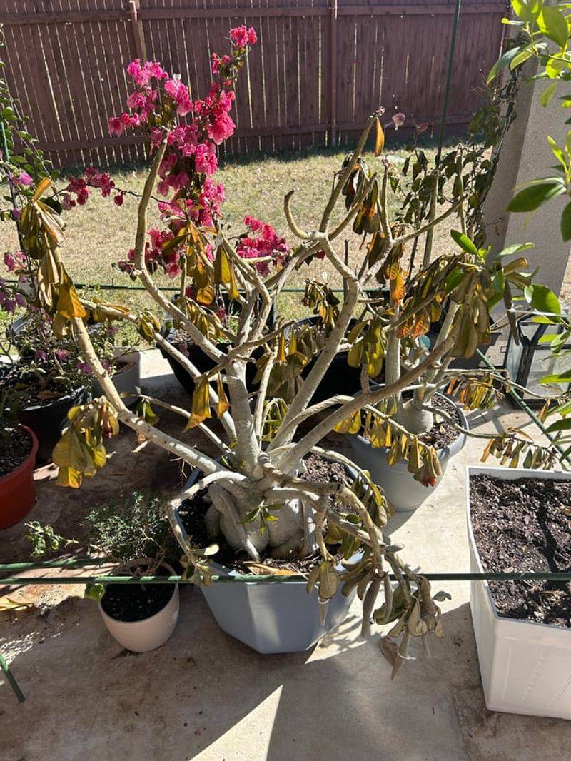 Cold Snaps Can Damage Desert Rose Fast Cold Snaps Can Damage Desert Rose Fast