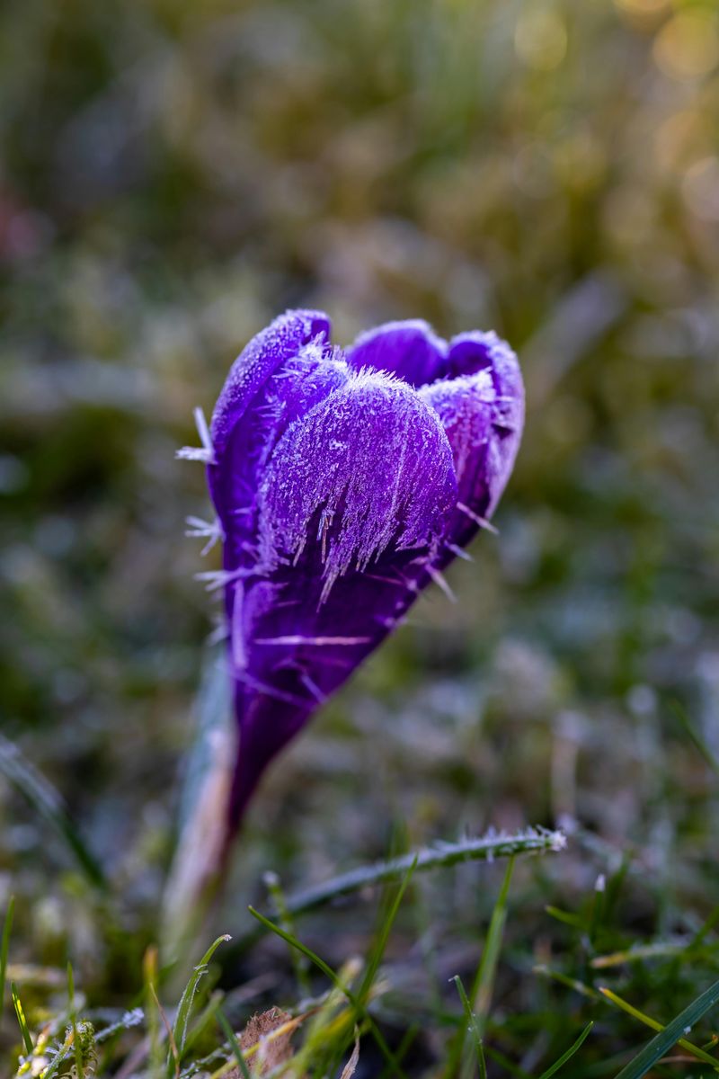 Cold Snaps End New Jersey Iris Seasons Early