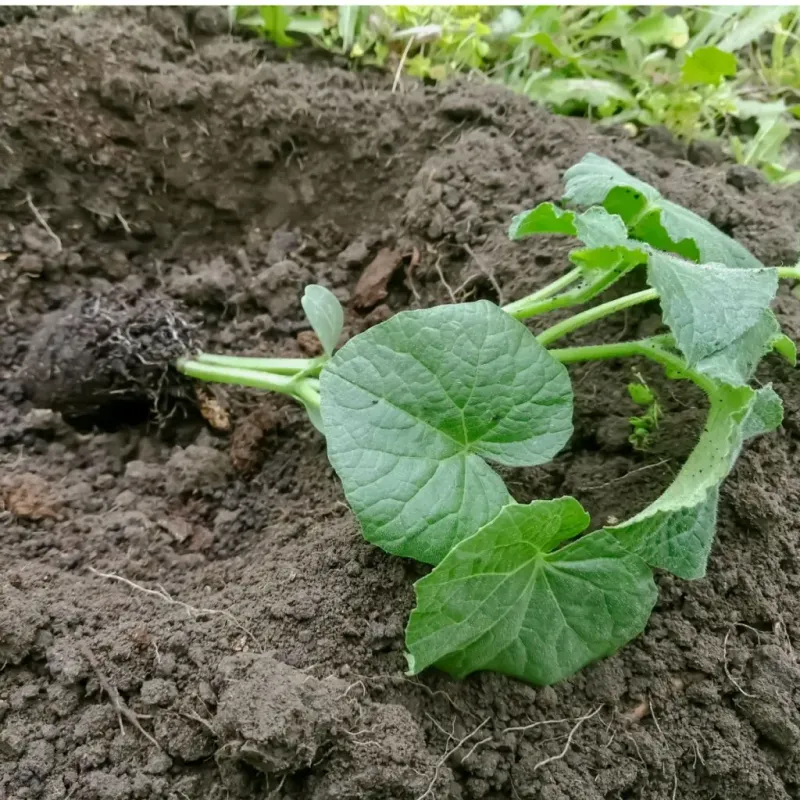 Cold Spring Soil Can Stop Seeds Before They Start