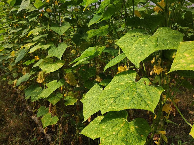 Cold Temperatures Shock Plants Into Yellow Discoloration