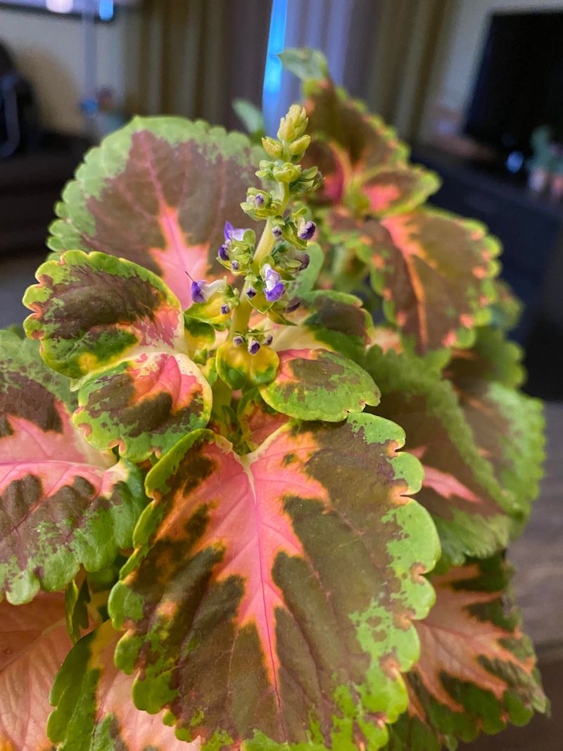 Coleus Adds Color Without Flowers