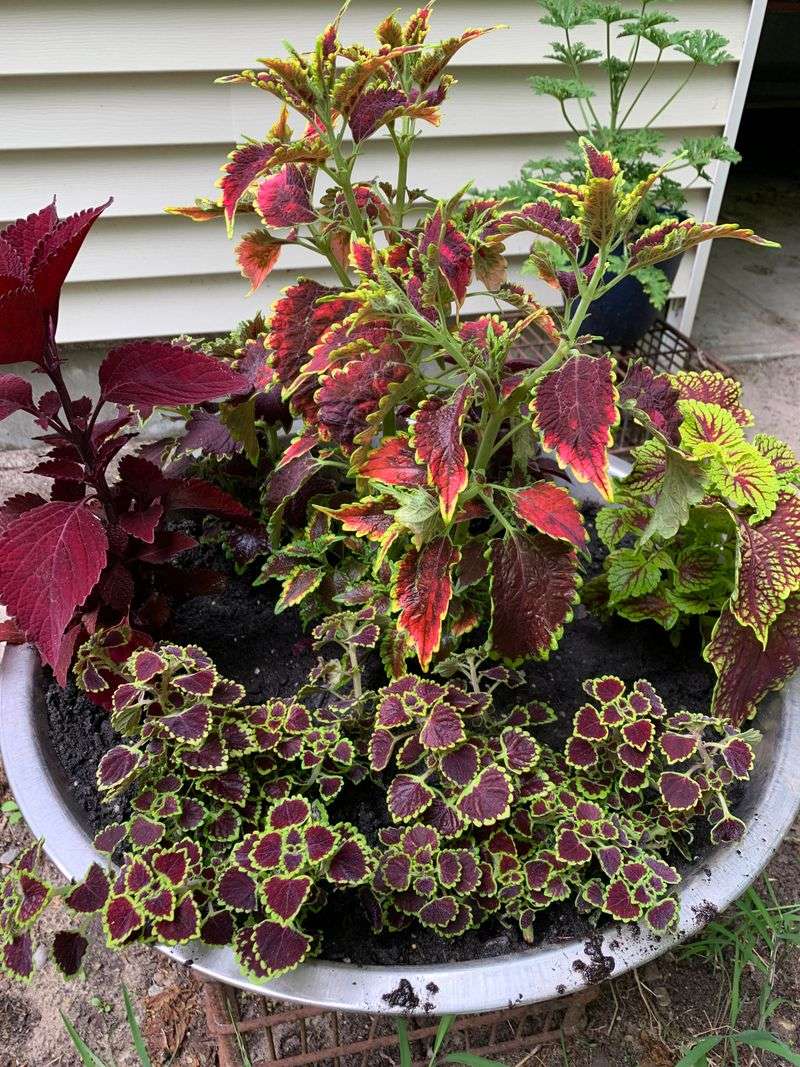 Coleus Brightens Filtered Porch Light Coleus Brightens Filtered Porch Light