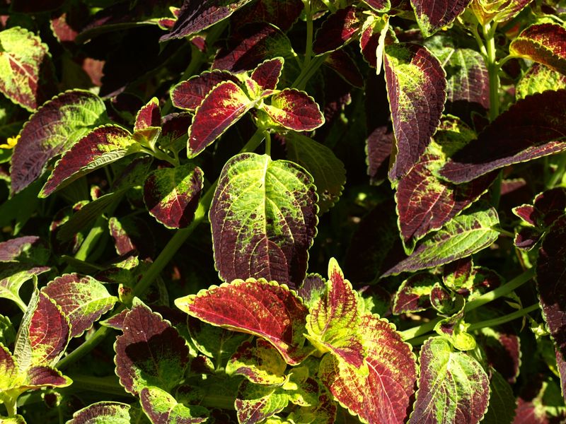 Coleus Can Fade Fast When Summer Sun Hits The Wrong Bed