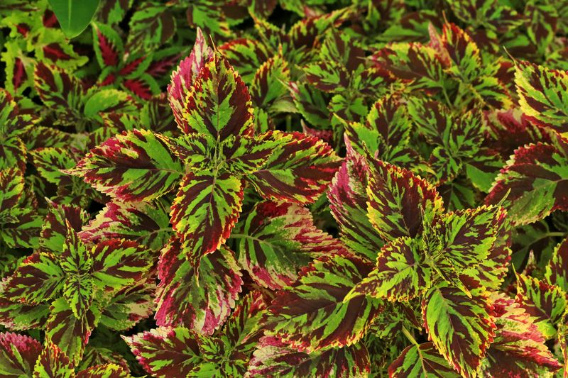 Coleus Is The Annual Worth Saving Every Single Fall