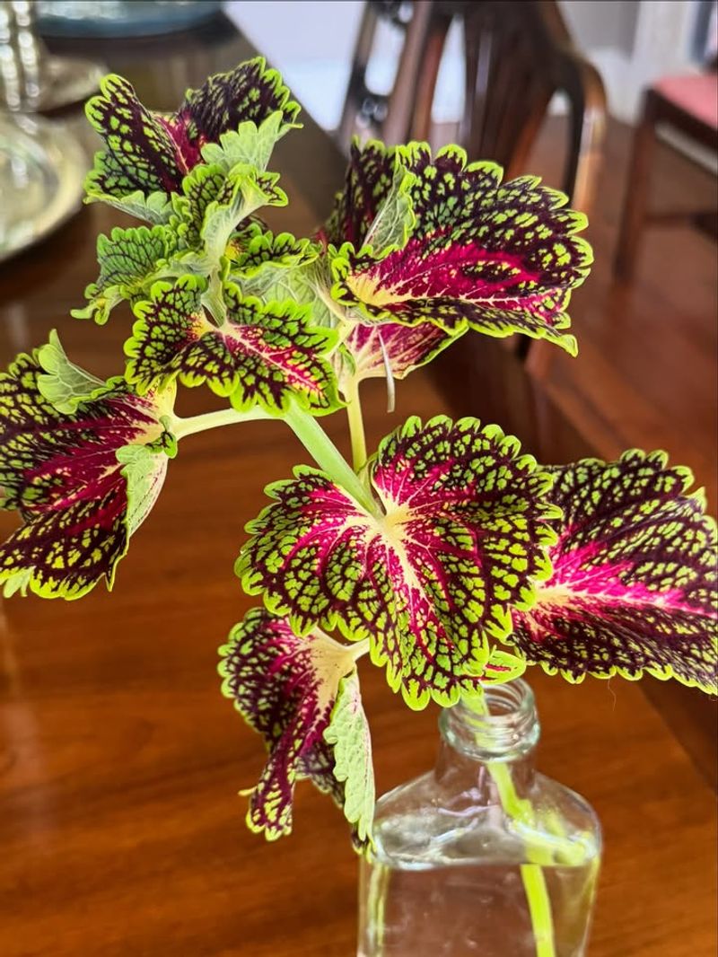 Coleus Makes More Colorful Plants Coleus Makes More Colorful Plants