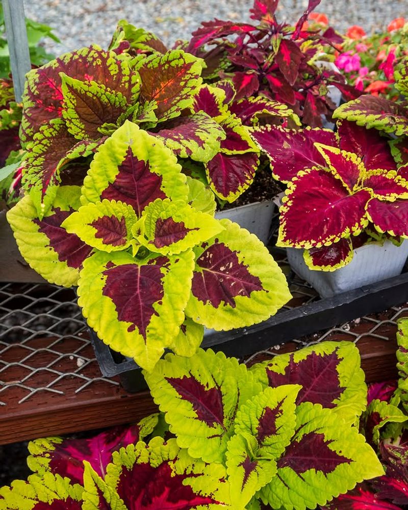 Coleus Needs Afternoon Shade To Keep Color Strong Coleus Needs Afternoon Shade To Keep Color Strong