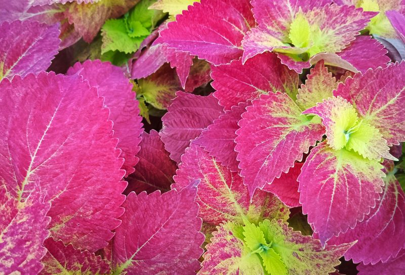 Coleus