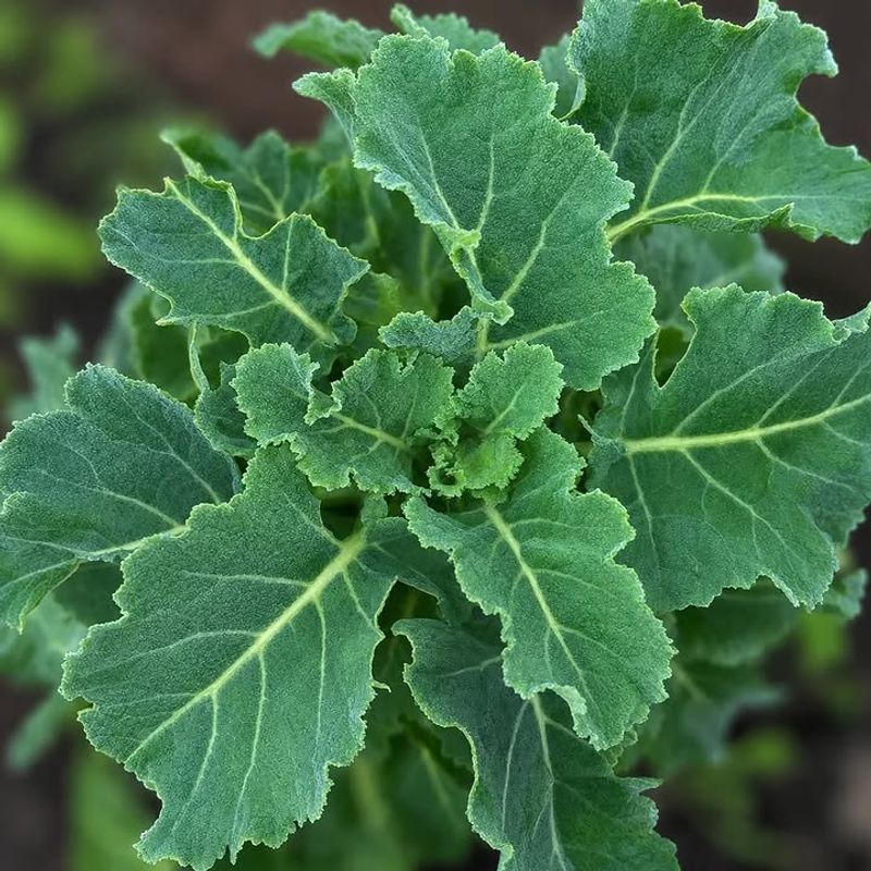 Collard Greens