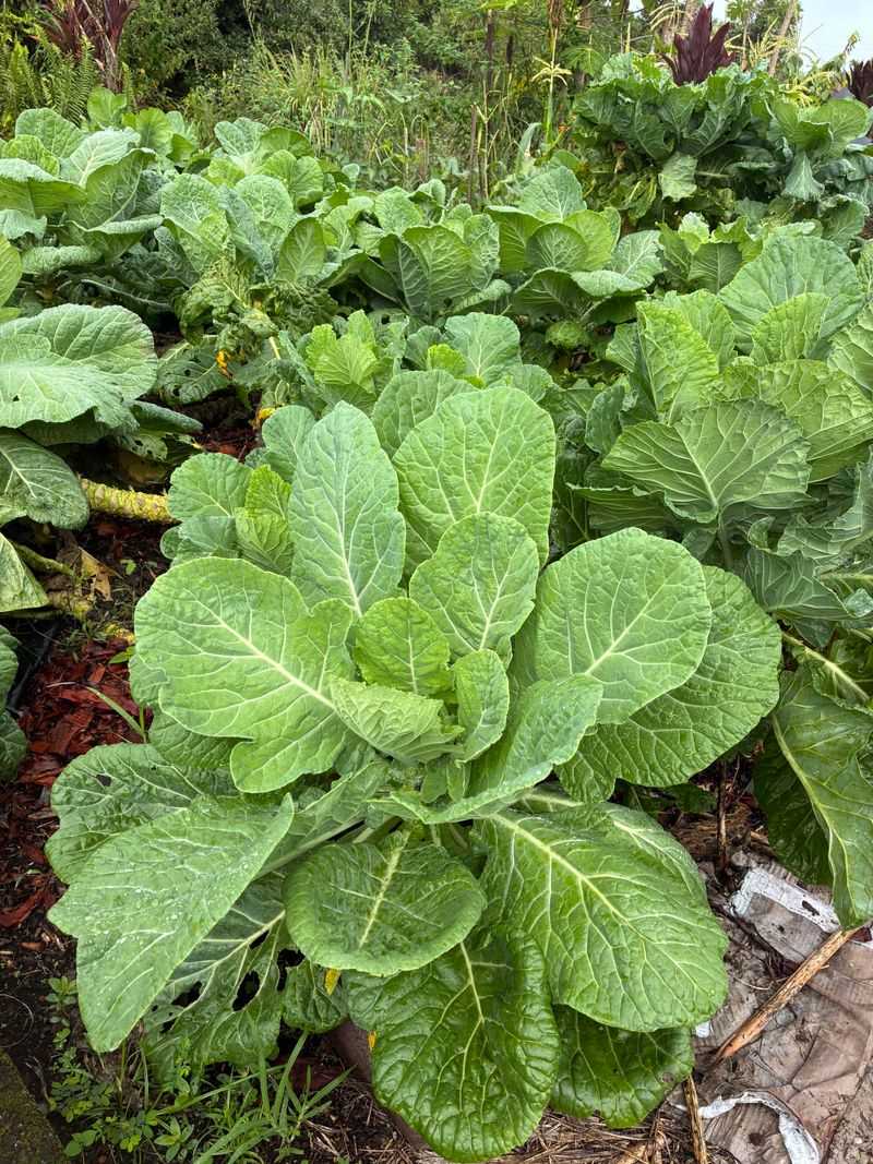 Collards Give Shade Gardens Leafy Value Collards Give Shade Gardens Leafy Value