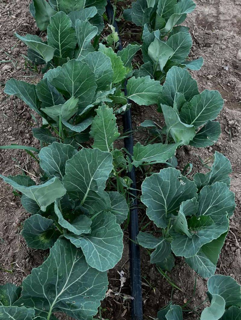 Collards Welcome The Arrival Of Cooler Weather