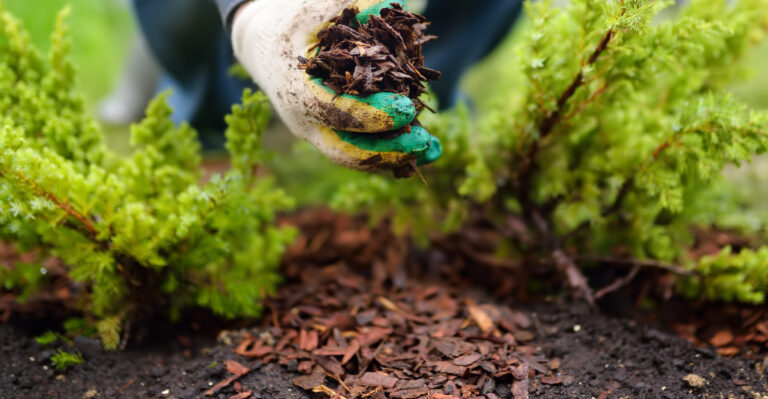 Colorado Mulching Tip That Helps Your Soil Retain Moisture All Summer Long
