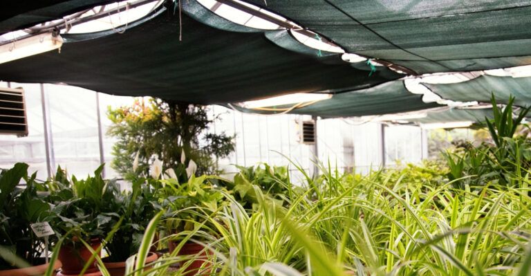 Colorado Raised Bed Gardeners Are Adding Shade Cloth Right Now And Here’s The Reason And The Method