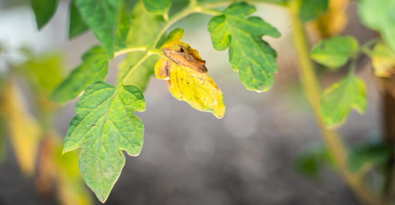 Colorado Tomato Leaves Keep Turning Yellow And This Is How To Treat Them
