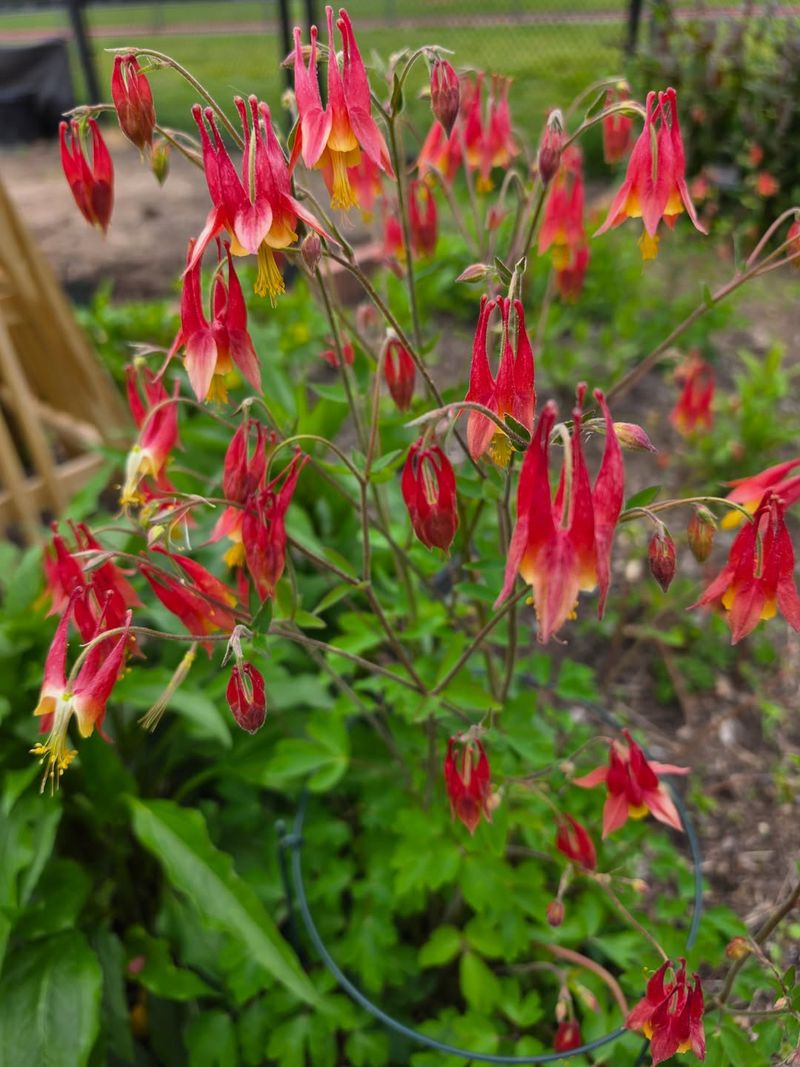 Columbine Adds Early Nectar Before Summer Heat Builds Columbine Adds Early Nectar Before Summer Heat Builds