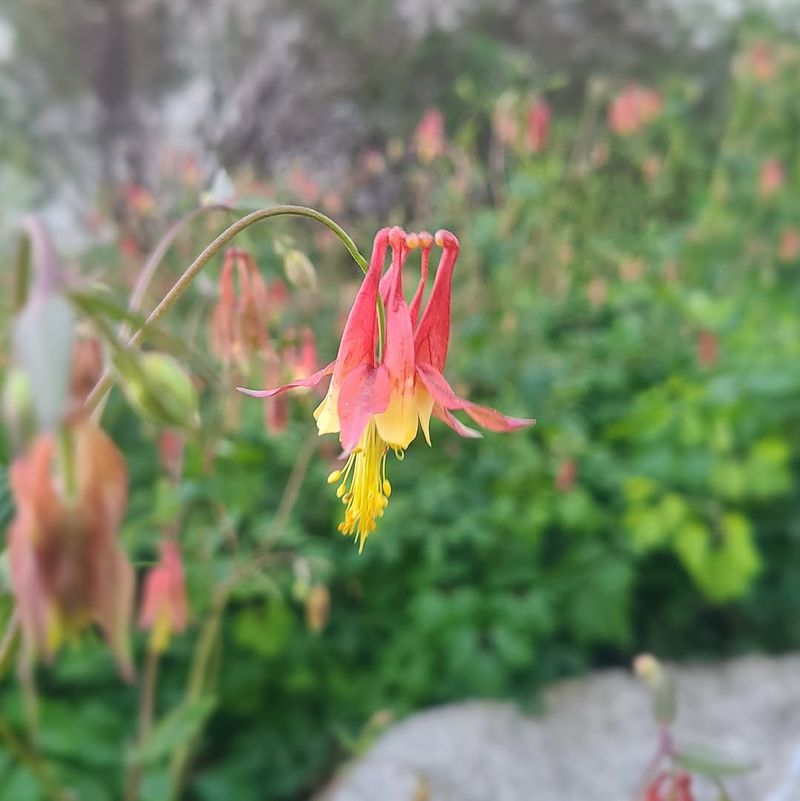 Columbine Benefits From Trimming Once Seedheads Form Columbine Benefits From Trimming Once Seedheads Form