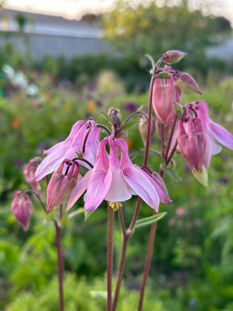 Columbine Lasts Longer When Old Blooms Are Removed