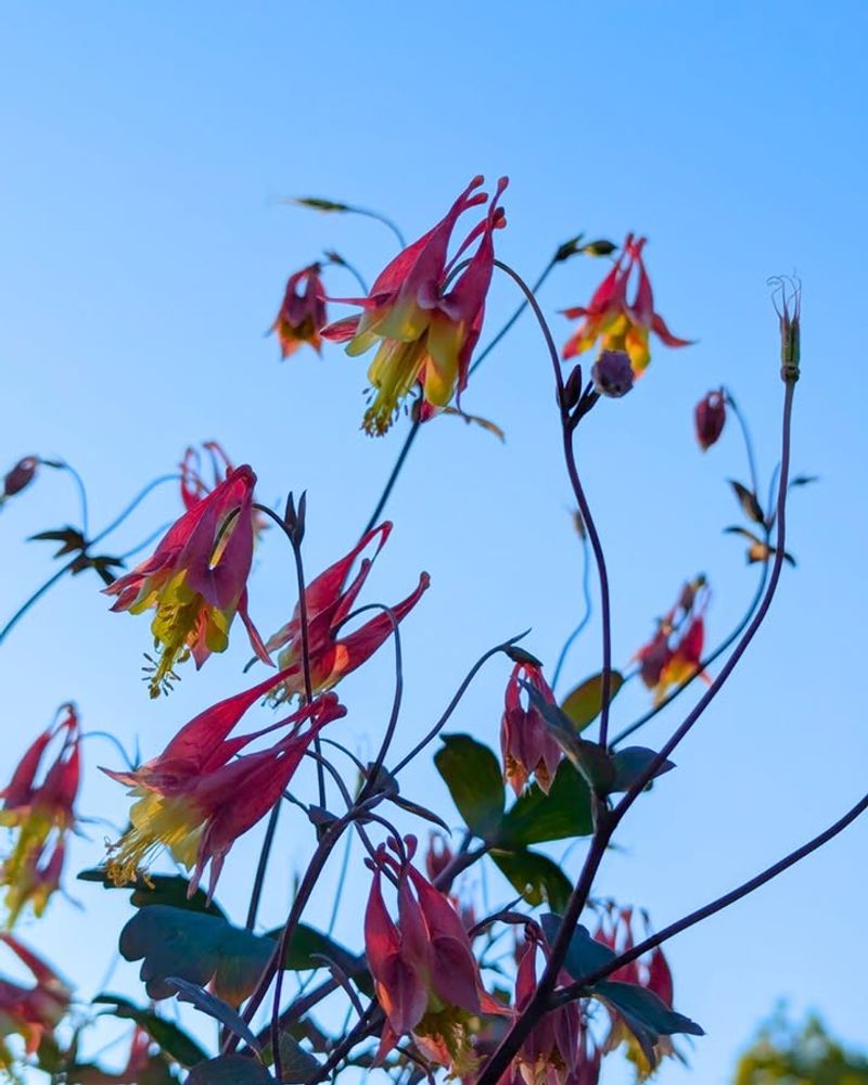 Columbine 